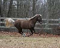 diamond-kentucky-mountain-horse
