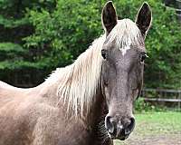 due-kentucky-mountain-horse