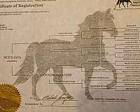 etc-kentucky-mountain-horse