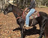 flashy-tennessee-walking-horse