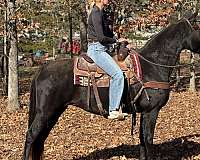 gaited-tennessee-walking-horse