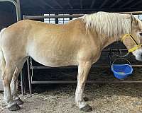 driving-belgian-horse
