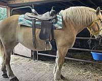 kid-safe-belgian-horse
