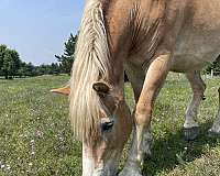team-driving-belgian-horse