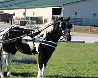 working-crossbred-pony