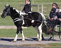beginner-crossbred-pony