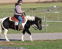 companion-crossbred-pony