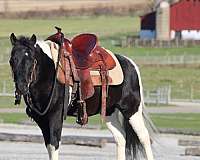 driving-crossbred-pony