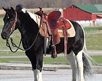 finished-crossbred-pony