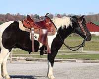 kid-safe-crossbred-pony