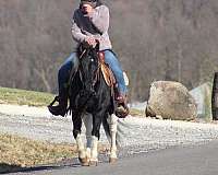 parade-crossbred-pony