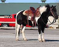 pleasure-driving-crossbred-pony