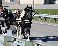 lesson-crossbred-pony