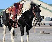 all-around-crossbred-pony