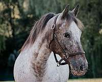 appaloosa-pony