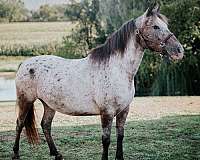 appaloosa