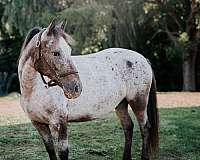10-hand-appaloosa-mare