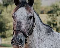 10-hand-appaloosa-pony