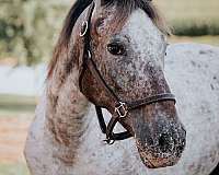 10-hand-mare