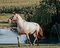 appaloosa-mare