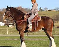 trail-clydesdale-draft-horse