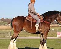 clydesdale-draft-gelding