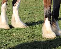 white-strip-legs-horse