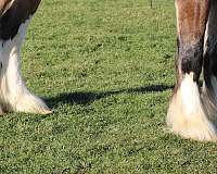 draft-clydesdale-horse