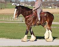 husband-safe-clydesdale-horse