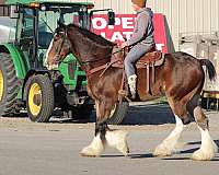 mounted-patrol-clydesdale-horse