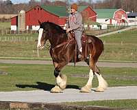 parade-clydesdale-horse