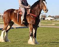 trail-clydesdale-horse
