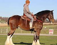 trail-riding-clydesdale-horse