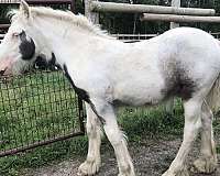 tobiano-lp-horse