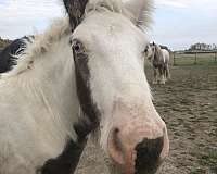 trims-gypsy-vanner-horse