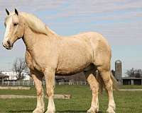 all-around-draft-horse