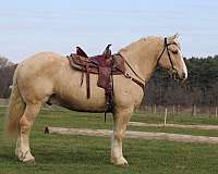 athletic-draft-horse