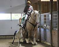 companion-draft-horse