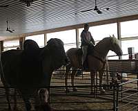 draft-horse