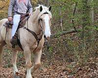 driving-draft-horse