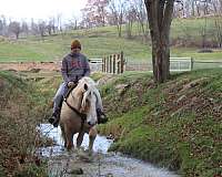 husband-safe-draft-horse