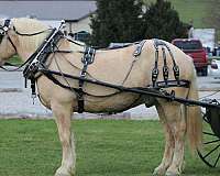 kid-safe-draft-horse
