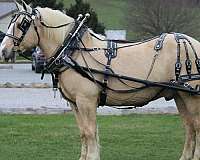 lesson-draft-horse