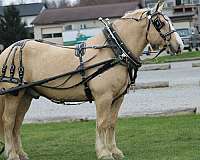 mounted-patrol-draft-horse