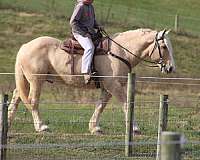 parade-draft-horse
