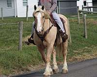 pleasure-driving-draft-horse
