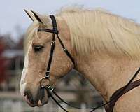 therapy-draft-horse