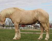 beginner-draft-horse
