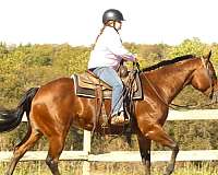 beginner-quarter-horse