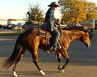 breeding-quarter-horse